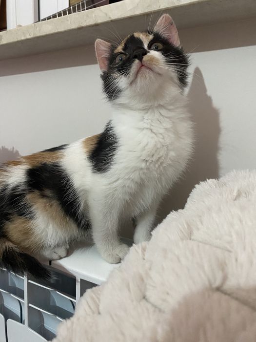 Oddam małe kotki w dobre ręce!!!