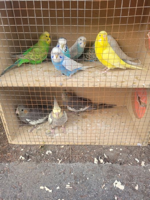 Papugi faliste faliste