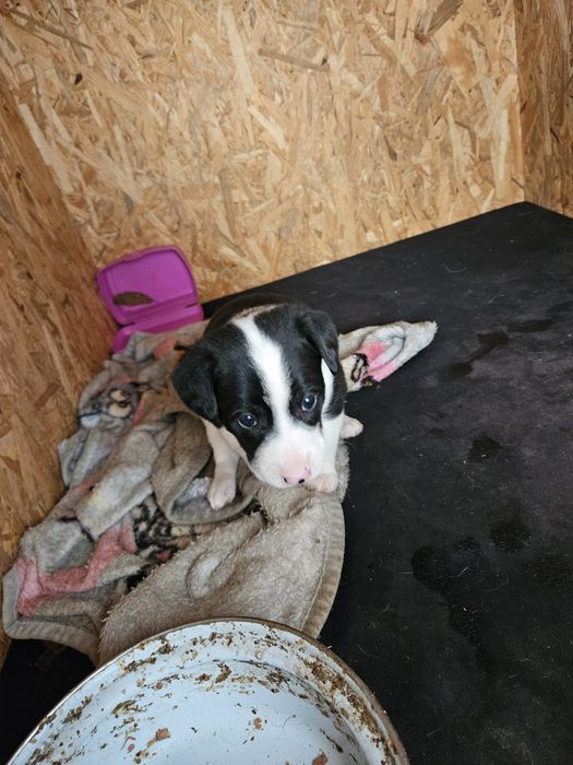 Odam pieski w dobre ręce