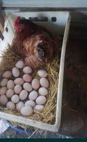 KURY NIOSKI Rosa Messa Leghorn z wolnego wybiegu. Kurki z jajkiem