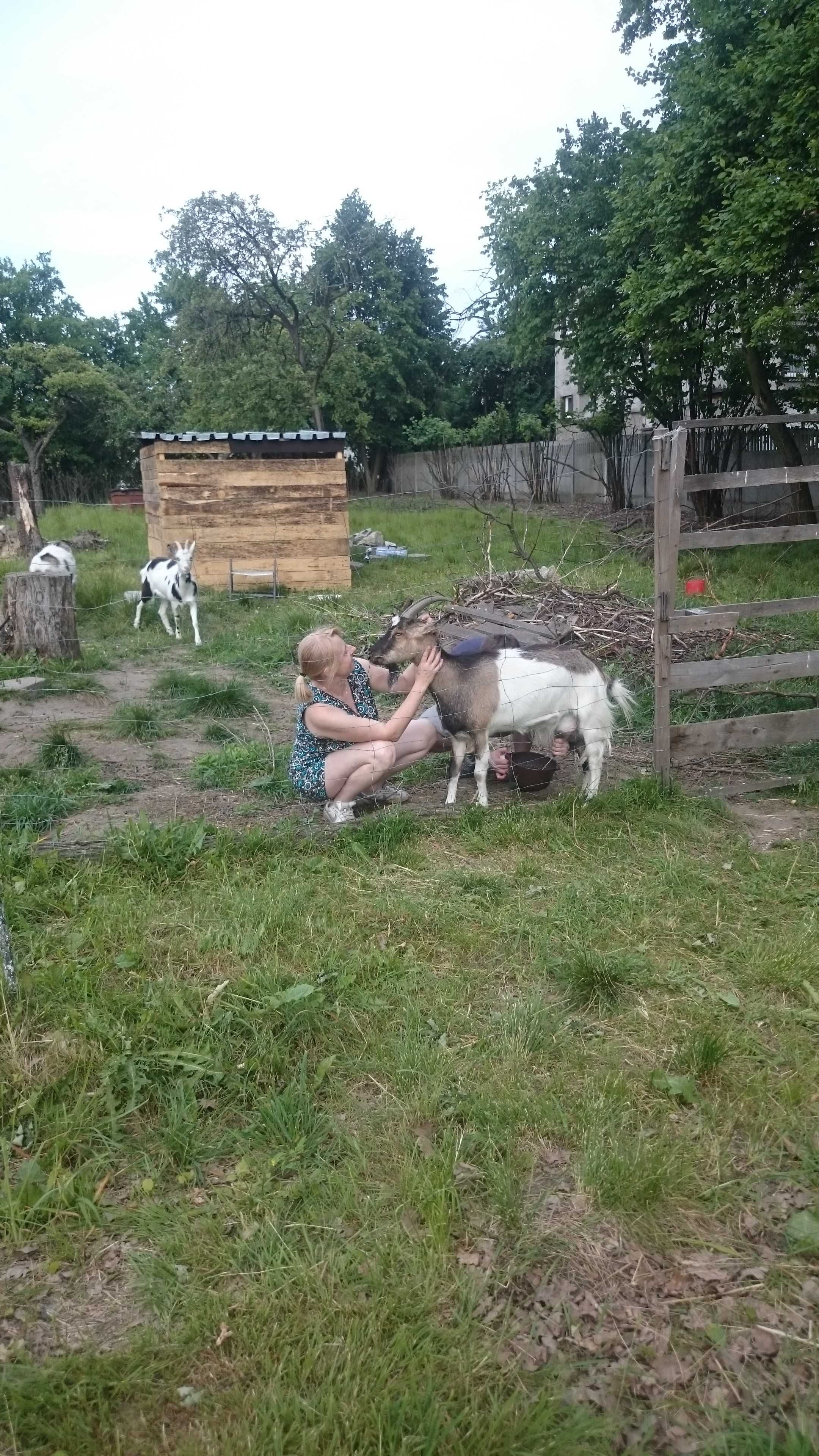 Enzymy Bołotowa 1 l kozia serwatka, szkło, krzemień, drewno