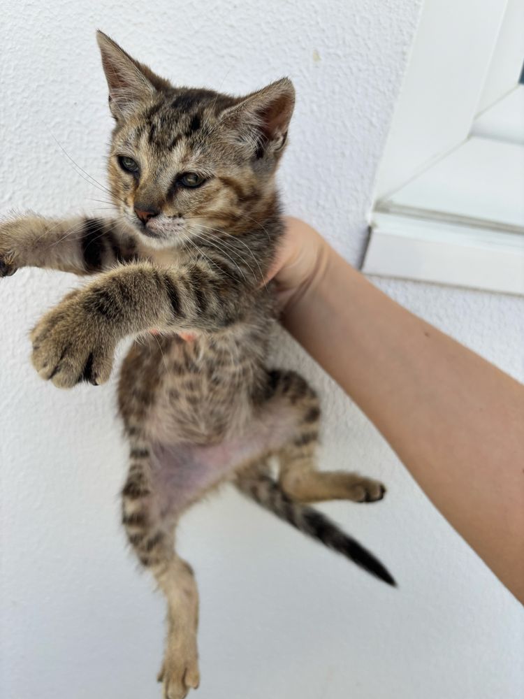 Gatinho bebé para adoção