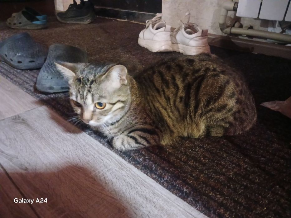 Кошенята бомбейської кішки