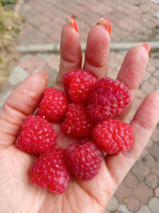 малина   Рубин(рем)  и Гордость(летняя)саженцы