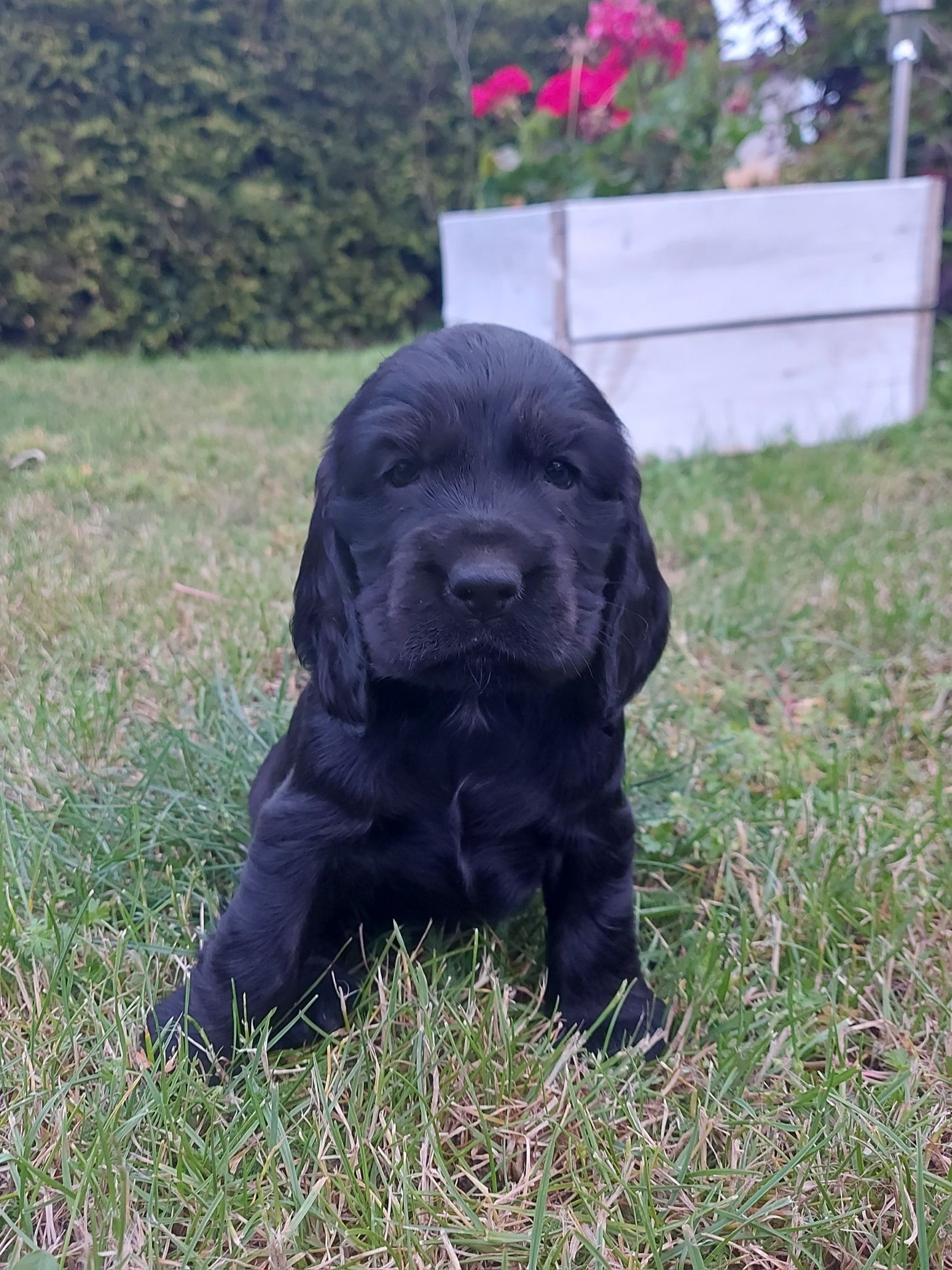 Cocker spaniel szczeniak
