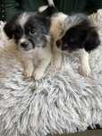 Szczeniaki mama shih tzu