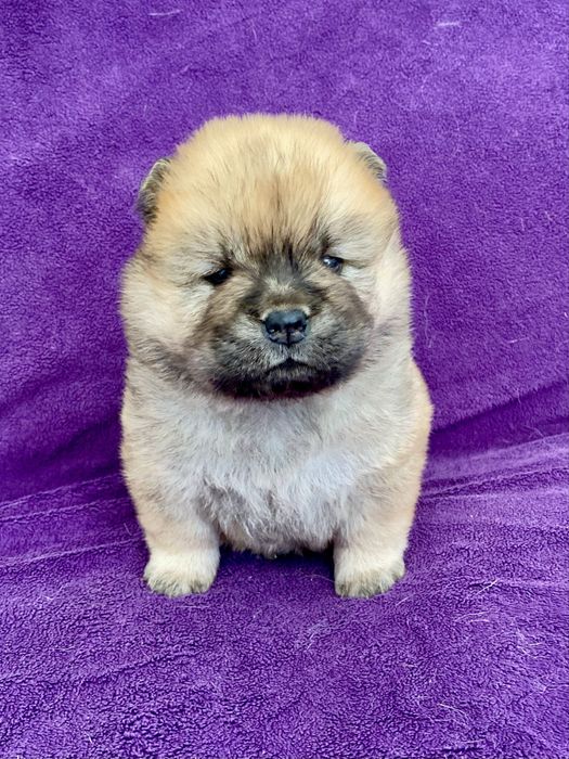Chow Chow cachorro