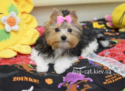 Чудесный шармовый щенок  бивер йорки малыш. Море энергии)