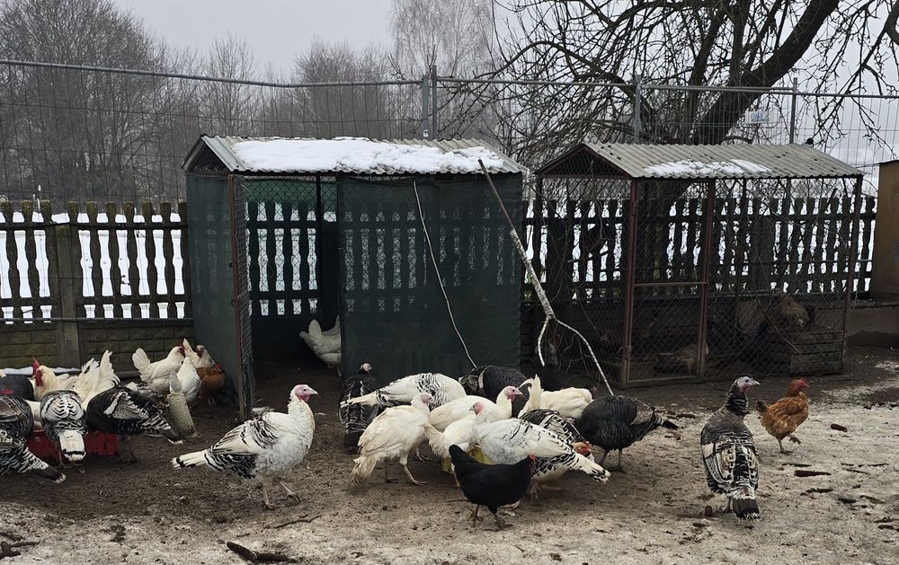 Indyki indycze indory