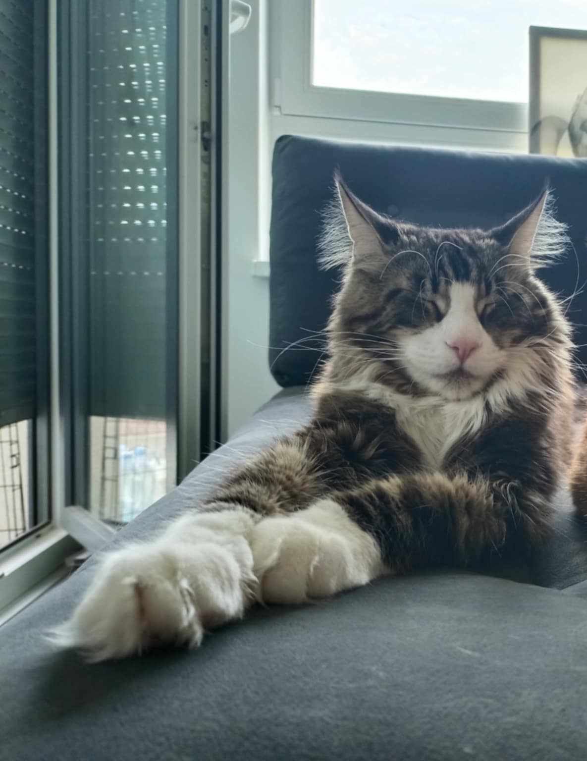 Kot Maine Coon Hades z wyprawką
