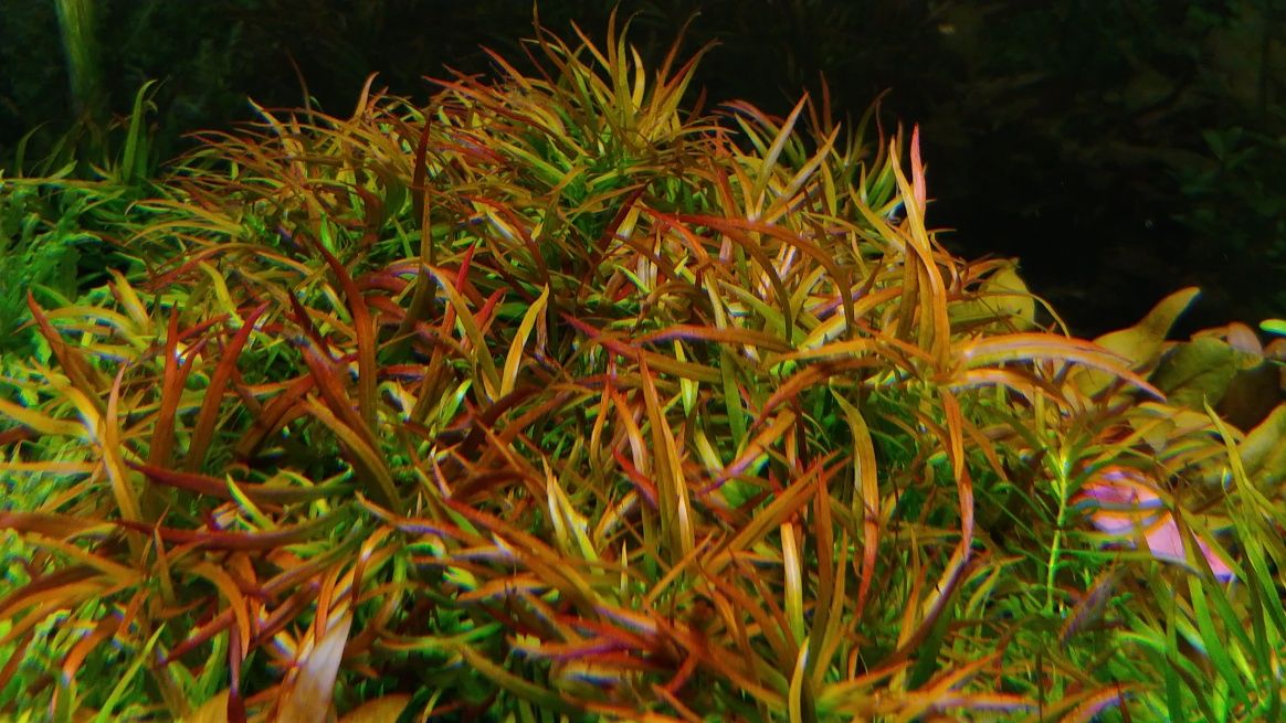 Ludwigia brevipes