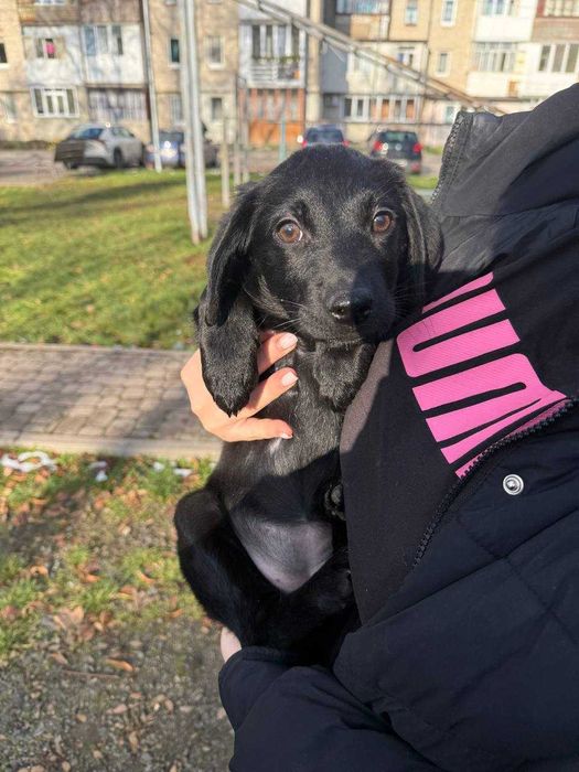 Віддам в добрі руки  цуценя дівчинка Луна (орієнтовно 3 місяці)