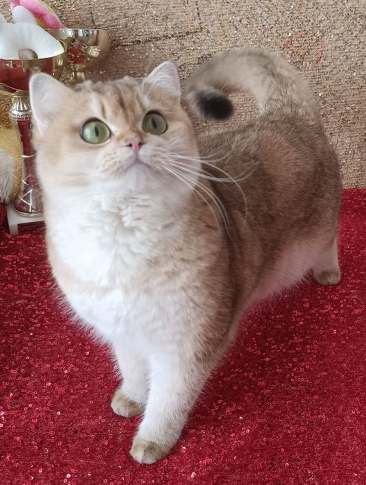 Британская шиншилла девочка by11