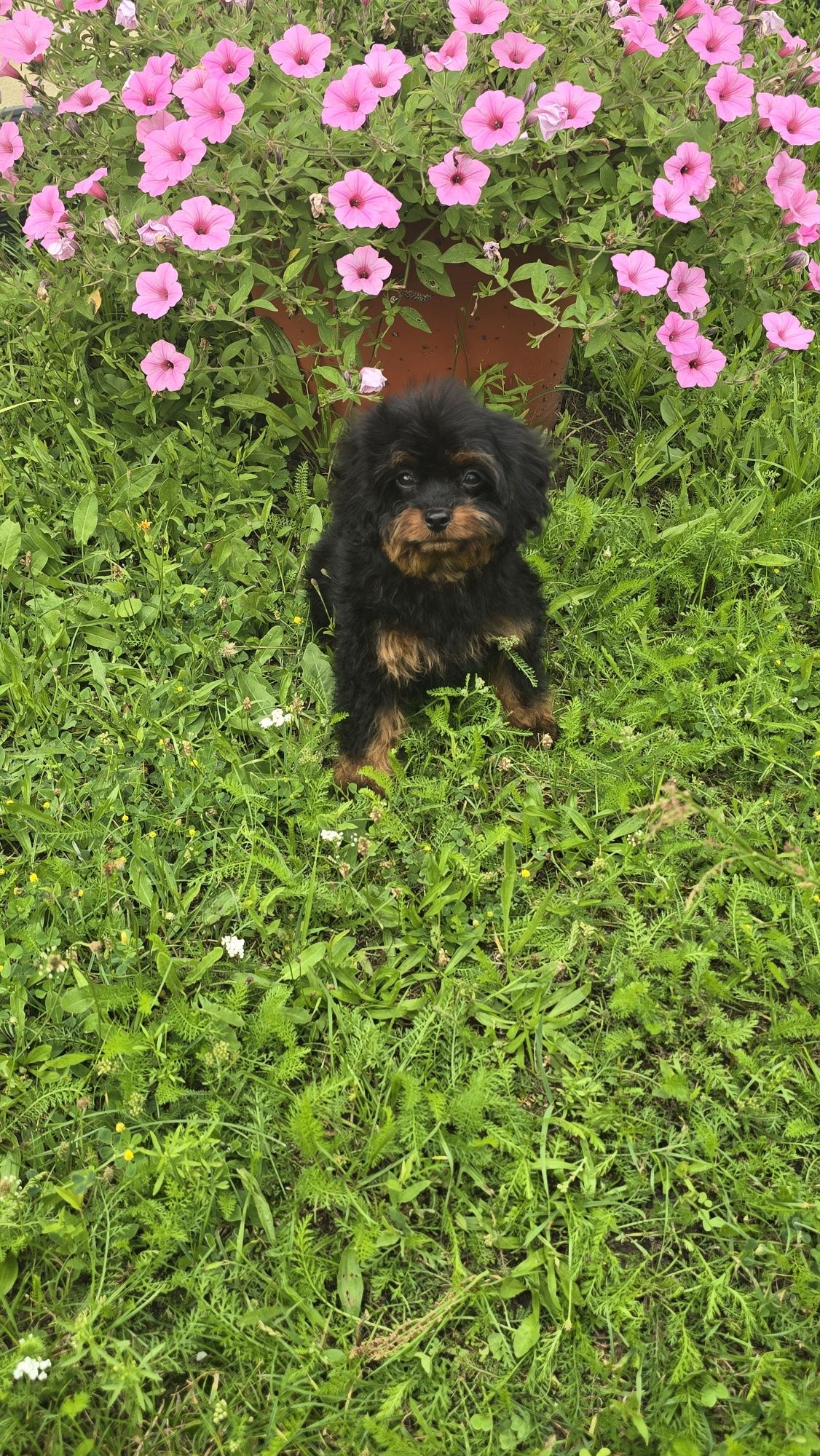 Cavapoo urocze szczenię