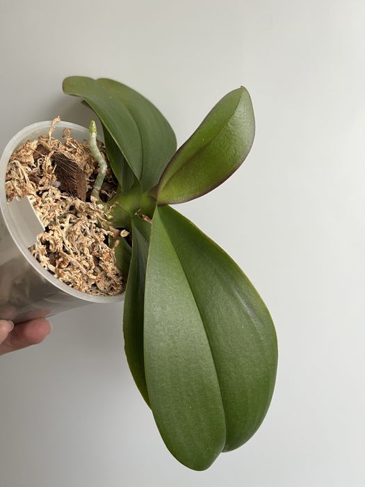 Фаленопсис Star Buster