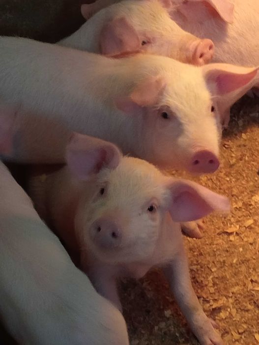 Свиньи поросята кнурики