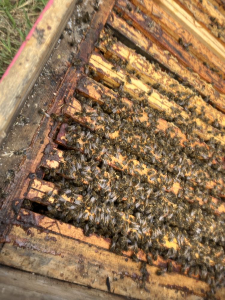 Ule pszczoły warszawskie