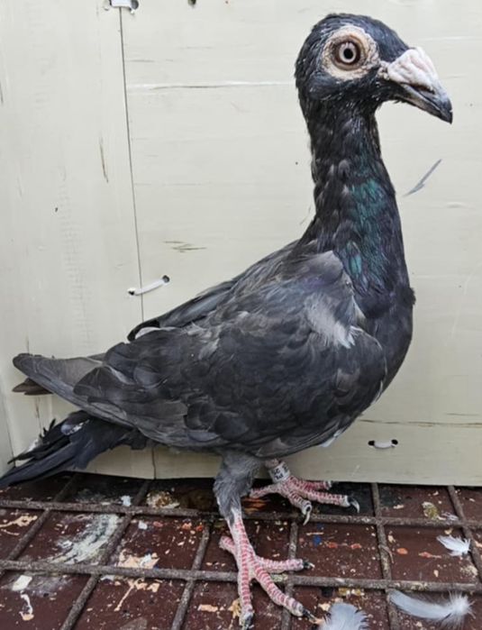 Gołębie listonosz polski