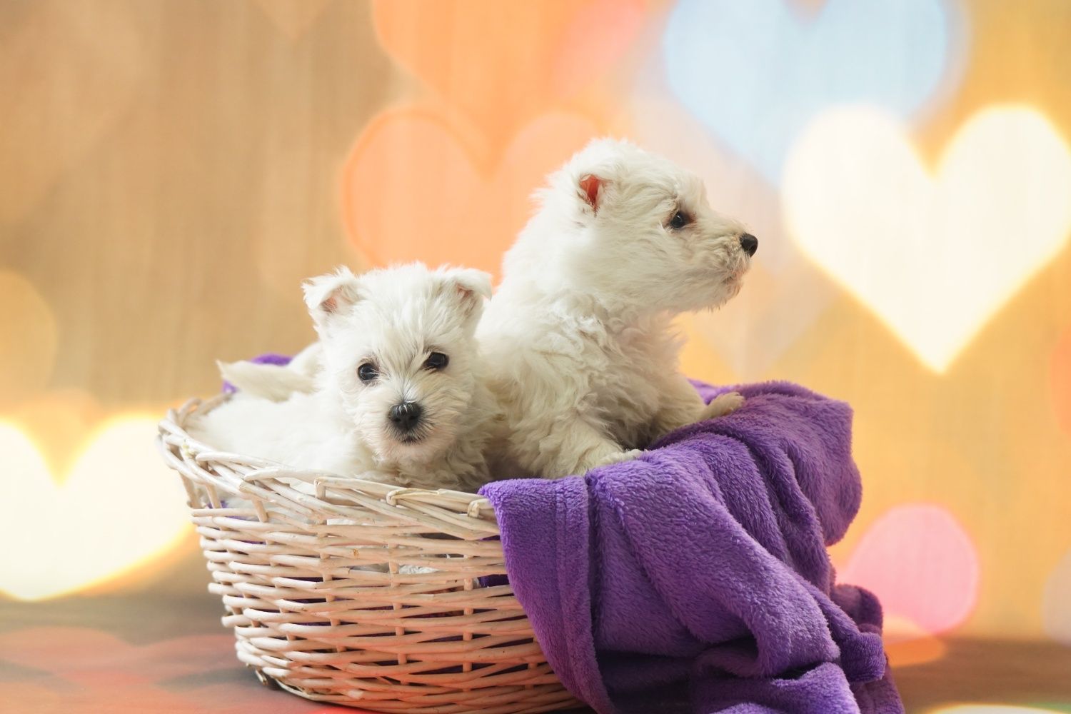 West Highland White Terrier Piesek