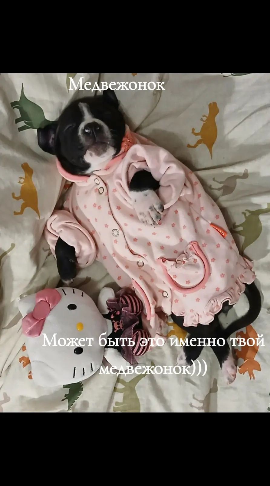 Щенки Амстаффа 20.02.2024