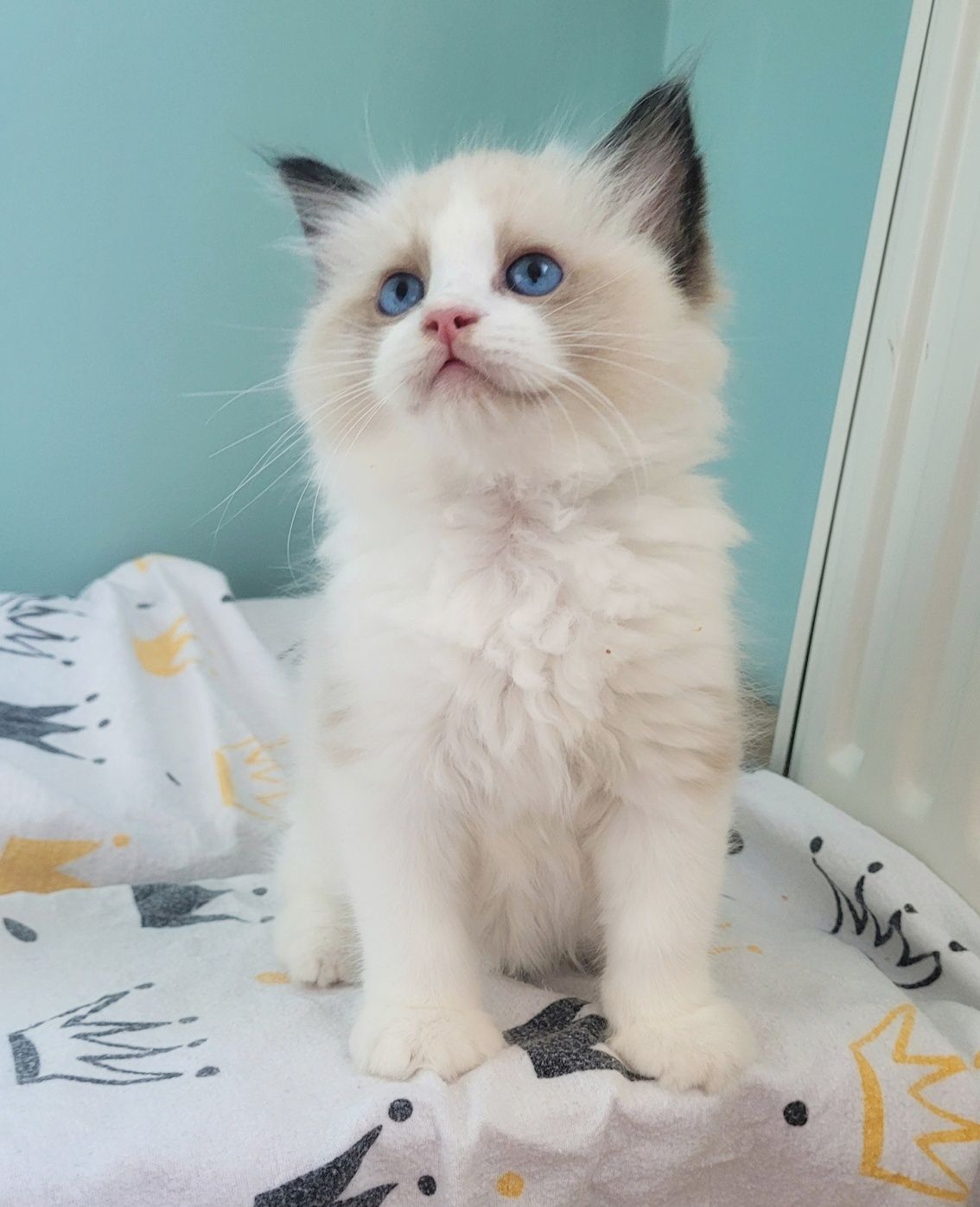 Kocurek ragdoll seal bicolor