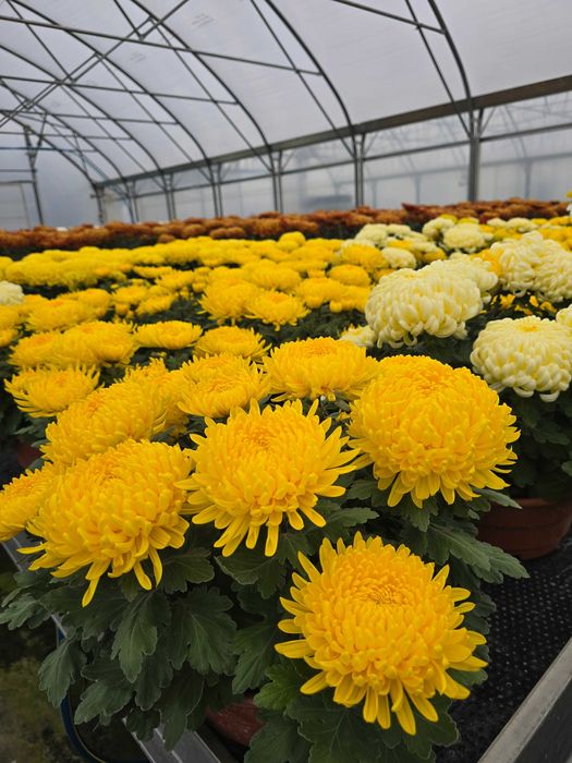 Chryzantemy - drobne, średnie, wielkokwiatowe
