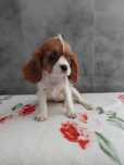 Suczka Cavalier King Charles Spaniel