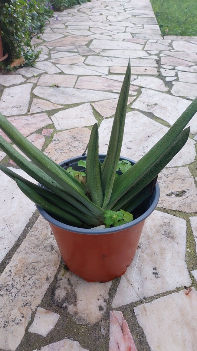 Flores vaso  médio