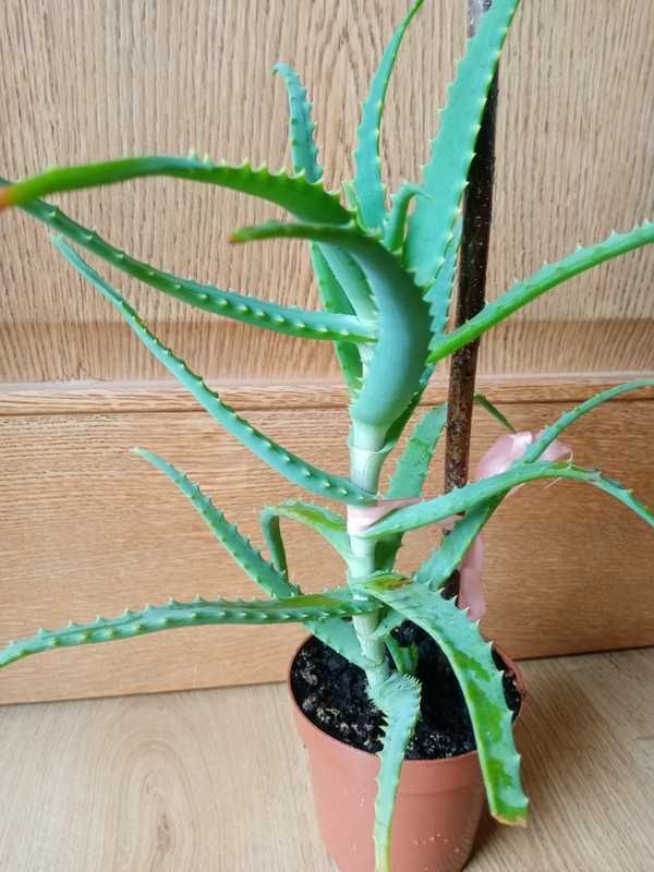 Aloes roślina lecznicza  40 cm