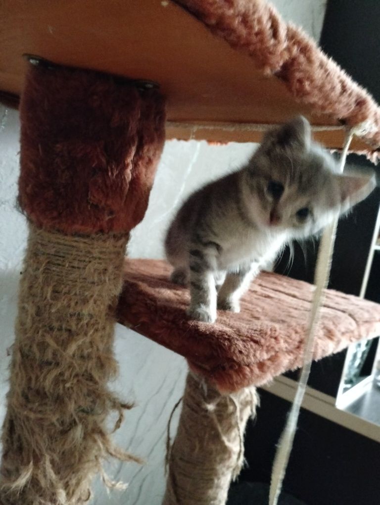 Отдам в добрые руки котенка