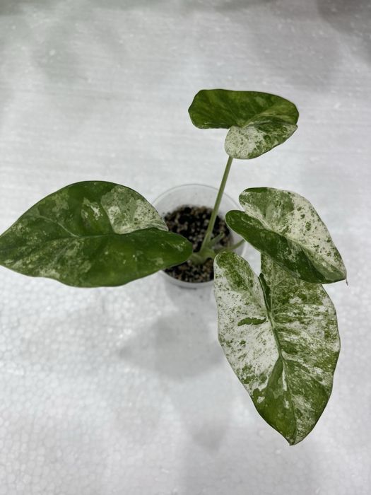 Алоказия macrophylla Splash Adora Batik вариегата