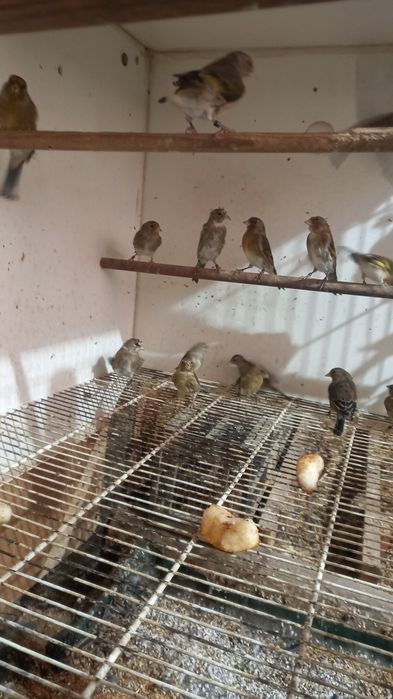 Híbridos  de pintassilgo ×canaria  2025