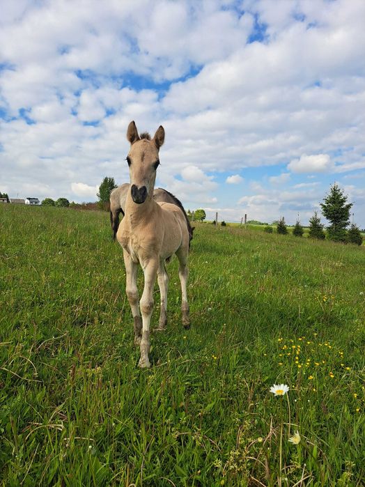 Koń Konik Polski ogierek