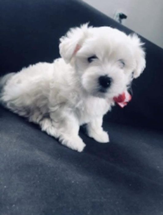 Maltańczyk szczeniaczki