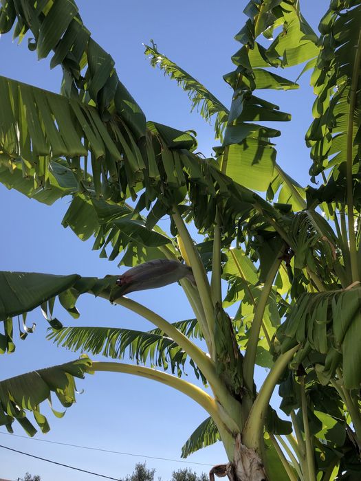 Bananeiras para Plantar