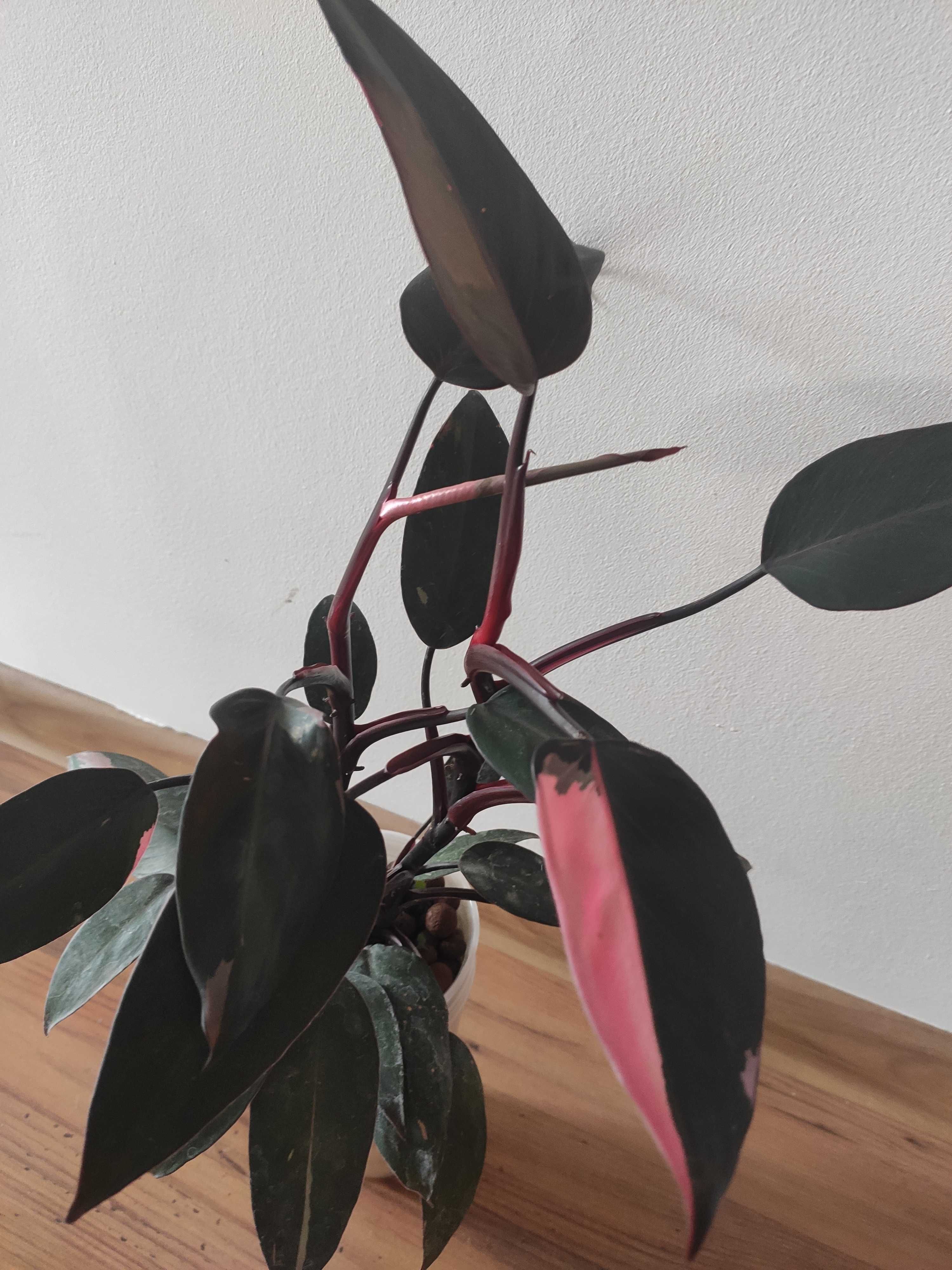 Filodendron Philodendron Pink Princess