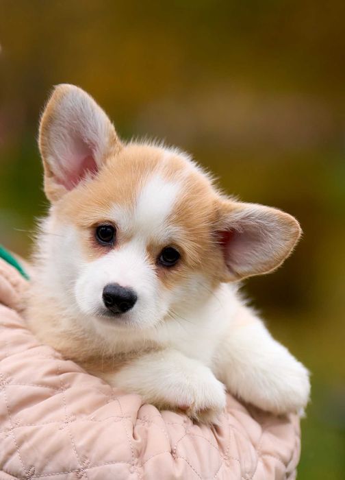 Welsh Corgi Pembroke – suczka FCI gotowa do odbioru (FB Alona Aleant)