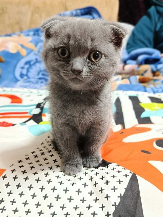 Кошенята весловухі