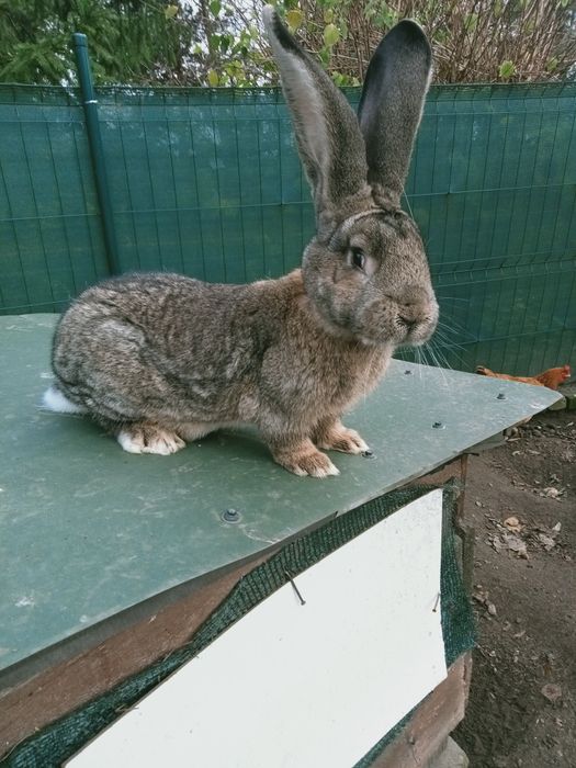 Olbrzym belgijski samczyk