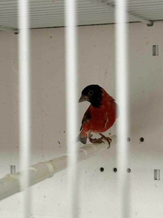 Casal cardinalitos mutados
