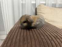 Królik Mini lop miniaturka karzełek
