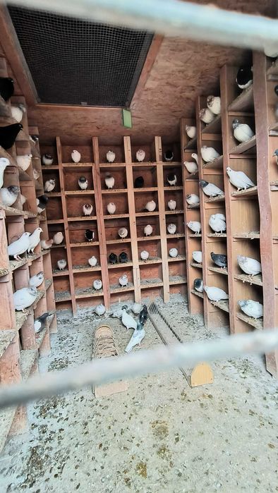 Do sprzedania 80 gołębi