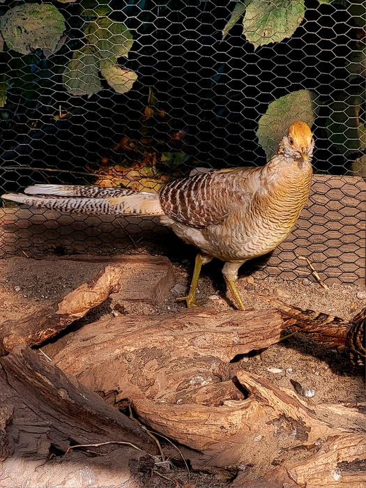 Bażanty bananowe sprzedam