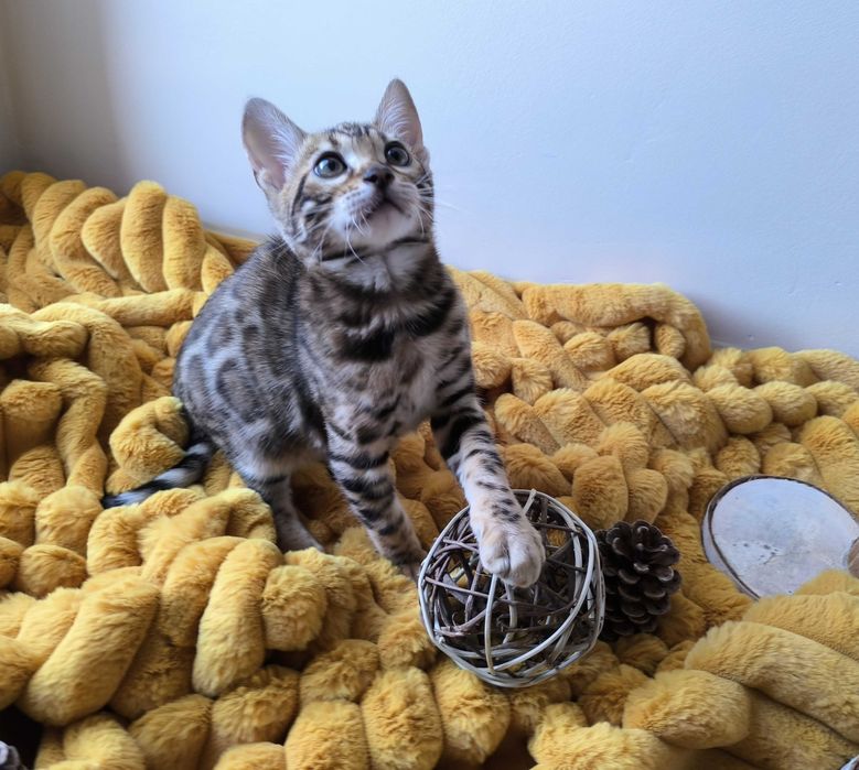 Kotka/Bengalski/Rodowód/FPL/FiFe/Gotowa do odbioru