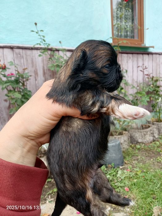 Маленькі клубочки шукають люблячих батьків