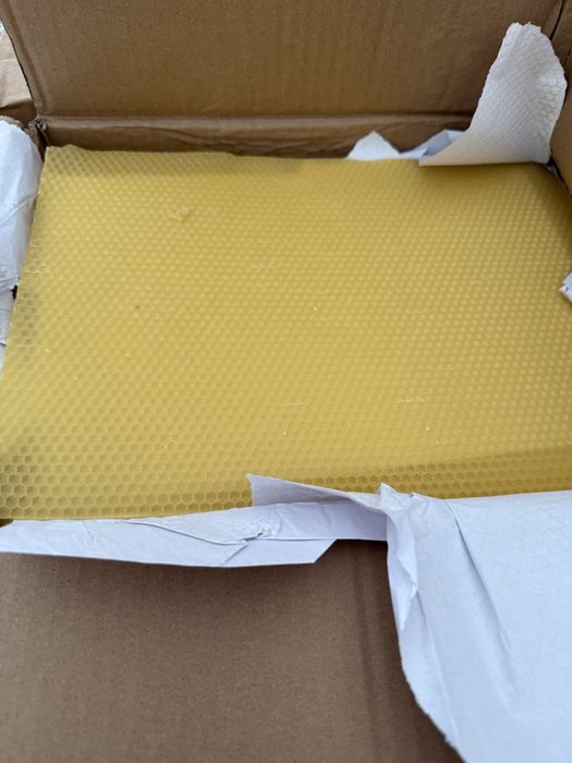 Węza pszczela wielkopolska hurt