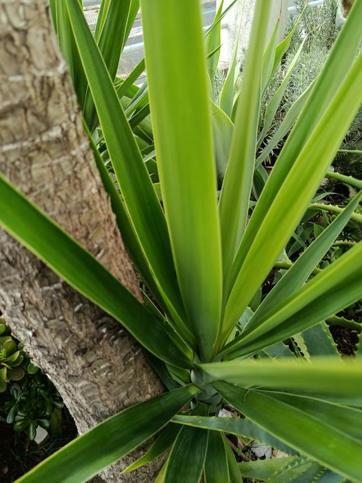 Yuccas para vaso ou jardim