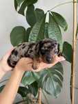Malinka black merle jamnik miniaturowy krótkowlosy