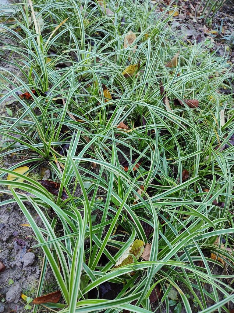Trawa ozdobna Turzyca japońska Carex goldwell sadzonka z gruntu