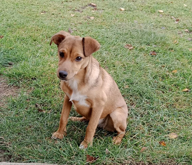 Oddam suczkę pułroczną zaszczepiona